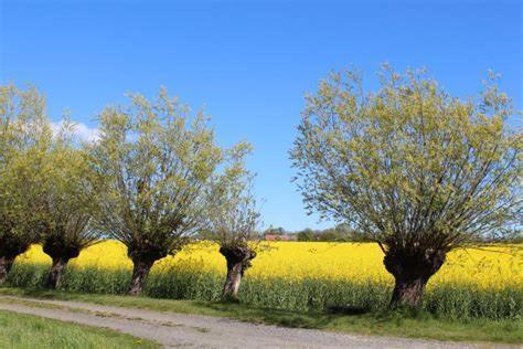 Hedmansgarden Vastra Torp Exterior foto